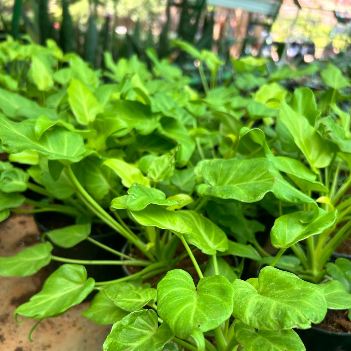 Philodendron Xanadu Gold Indoor / Outdoor Live Plant