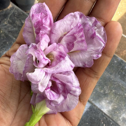Pink Speckled Clitoria (Butterfly Pea) Rare Flowering Live Plant