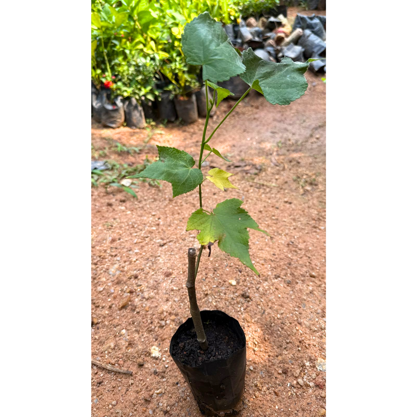 Pink Lantern Hibiscus Flowering Live Plant