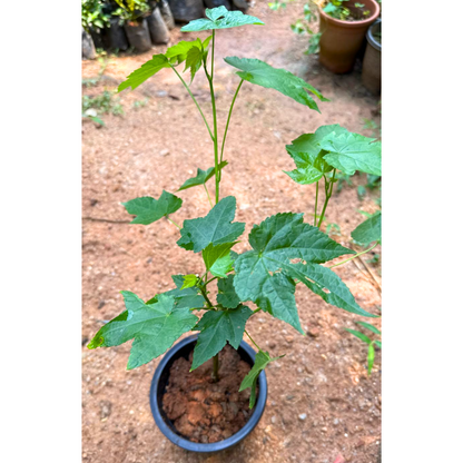 Pink Lantern Hibiscus Flowering Live Plant