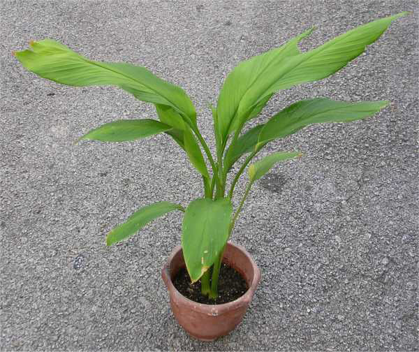 OhhSome Curcuma / Kasthuri Arishina / Kasthuri Manjal Live Plant