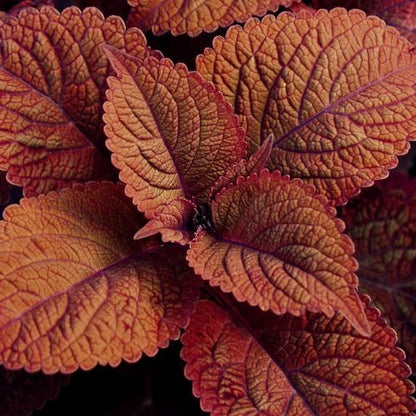 Coleus 'Bronze Age' Ornamental Live Plant
