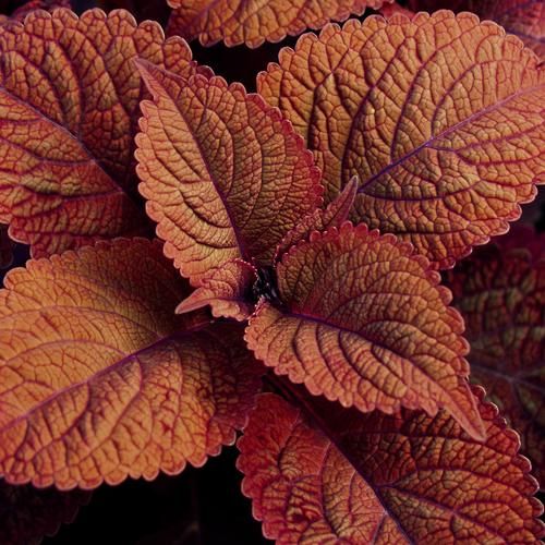Coleus 'Bronze Age' Ornamental Live Plant