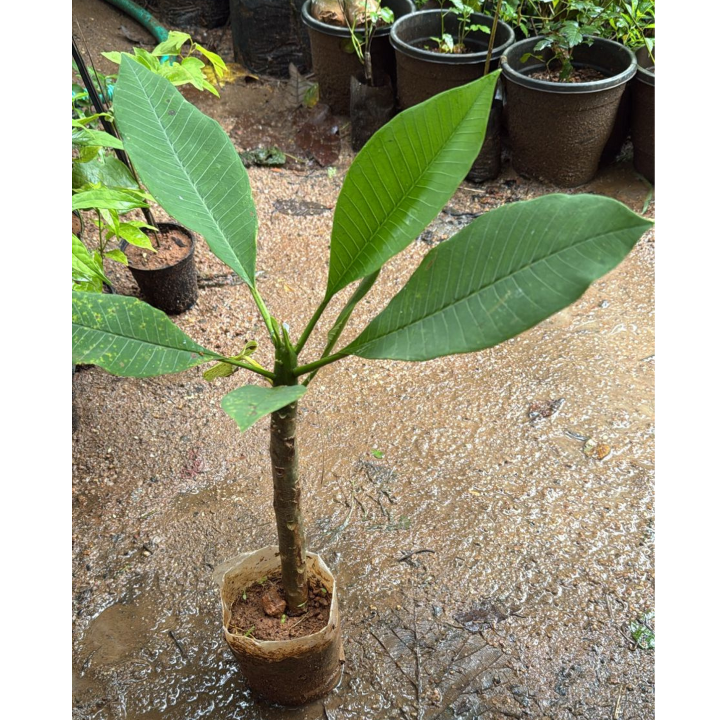 Plumeria Blue (Frangipani) All Time Flowering Live Plant