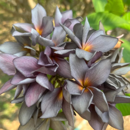 Plumeria Blue (Frangipani) All Time Flowering Live Plant