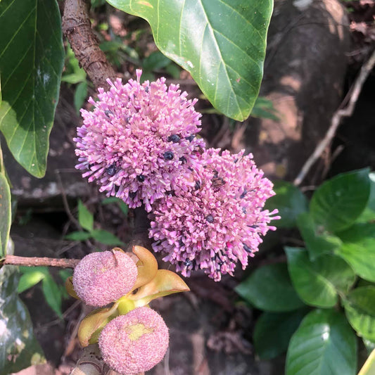 Pink Poikilospermum Suaveolens – Rare Fragrant flowering Live Plant