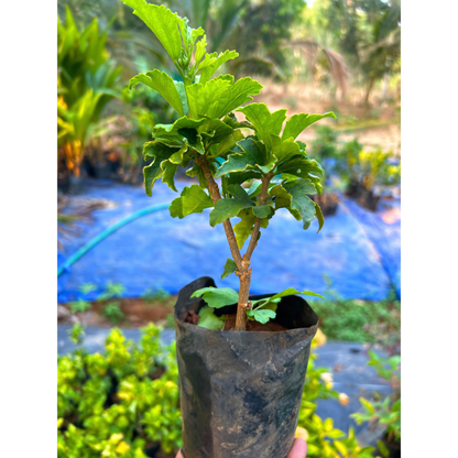 Purple Hibiscus Live Plant with Buds