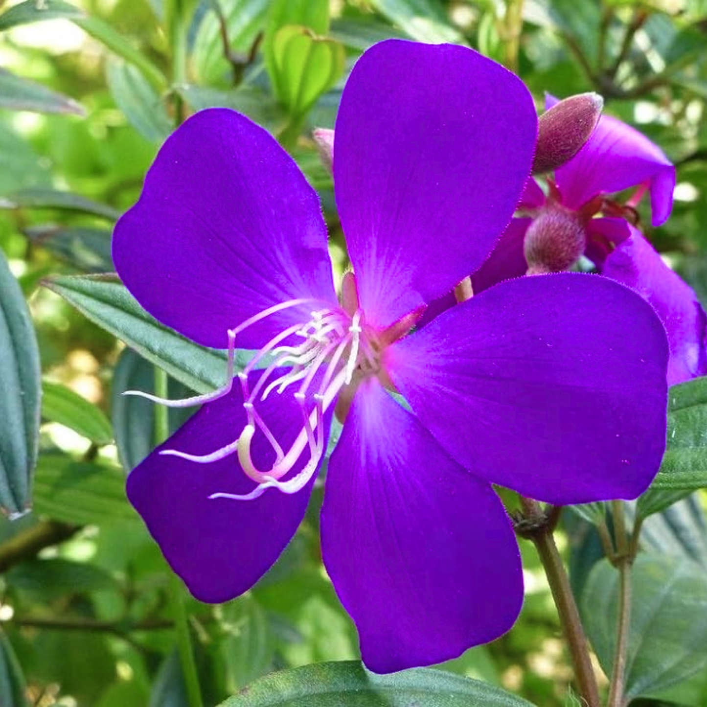 Purple Melastoma (Tibouchina) Flowering Live Plant