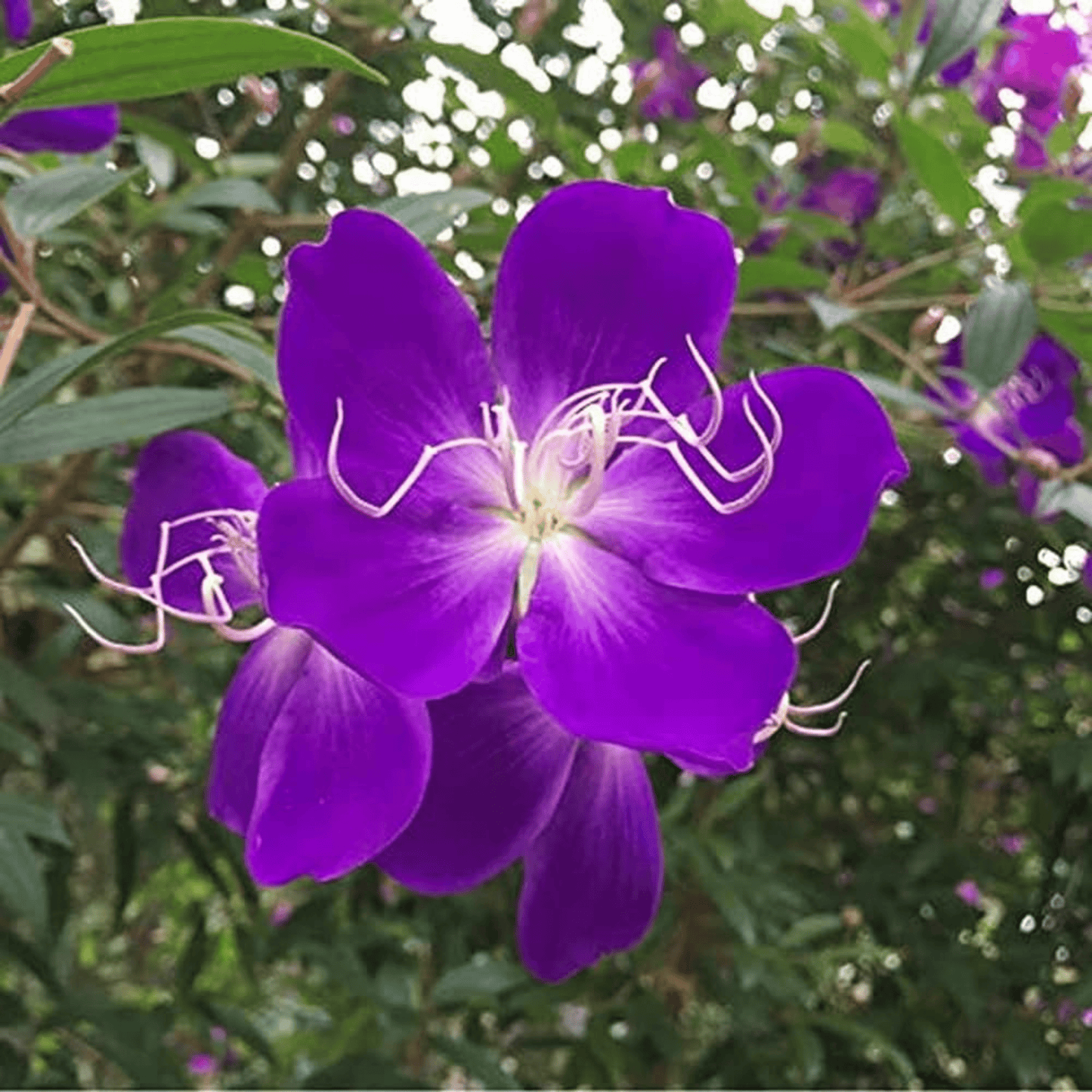 Purple Melastoma (Tibouchina) Flowering Live Plant