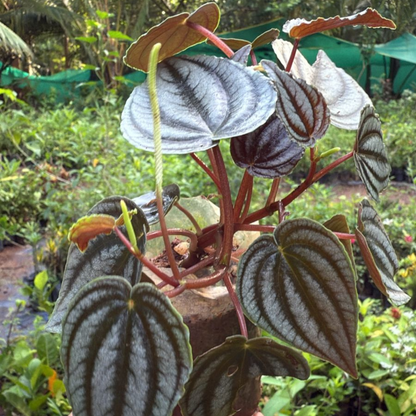 Purple Watermelon Peperomia Indoor / Outdoor Live Plant