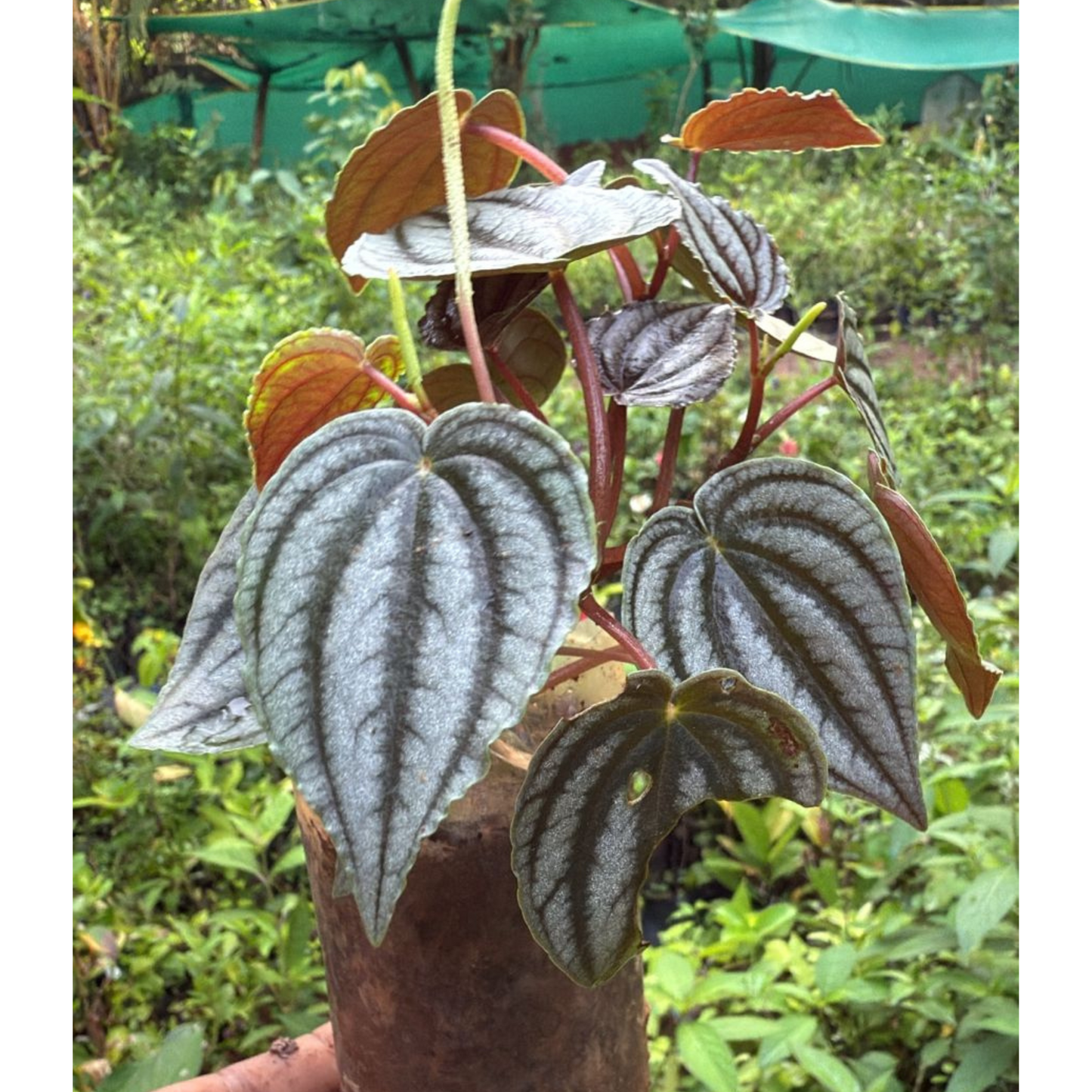 Purple Watermelon Peperomia Indoor / Outdoor Live Plant