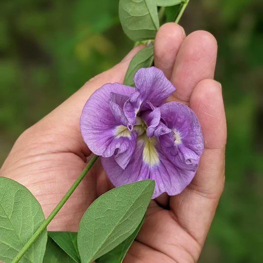 Clitoria Purple Multi Petal (Butterfly Pea) Rare Flowering Live Plant