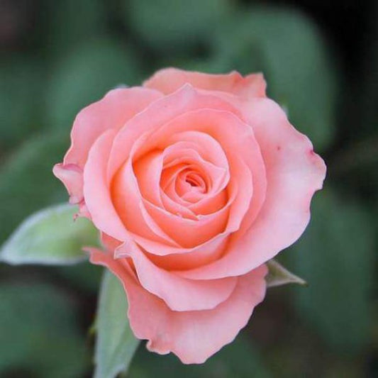 Light Peach Rose Grafted Live Plant