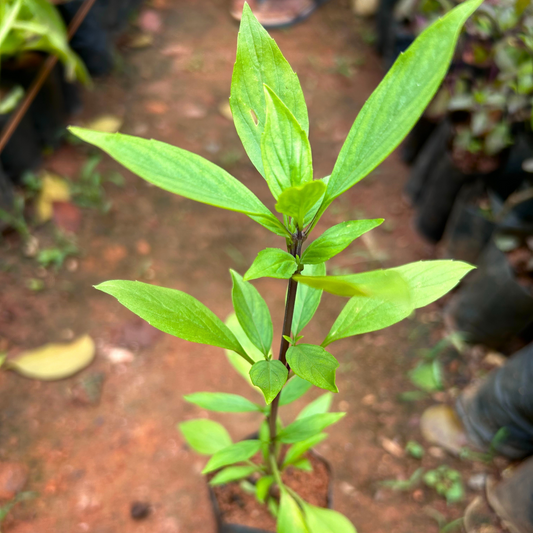 Thai Sweet Basil Medicinal Live Plant