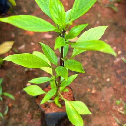 Thai Sweet Basil Medicinal Live Plant