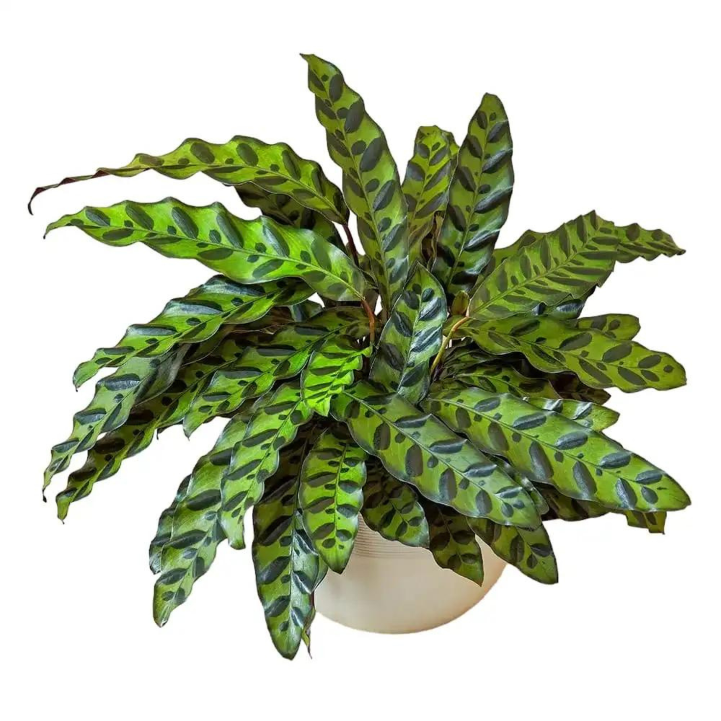 Rattlesnake Plant / Calathea Lancifolia (Goeppertia insignis) Live Plant