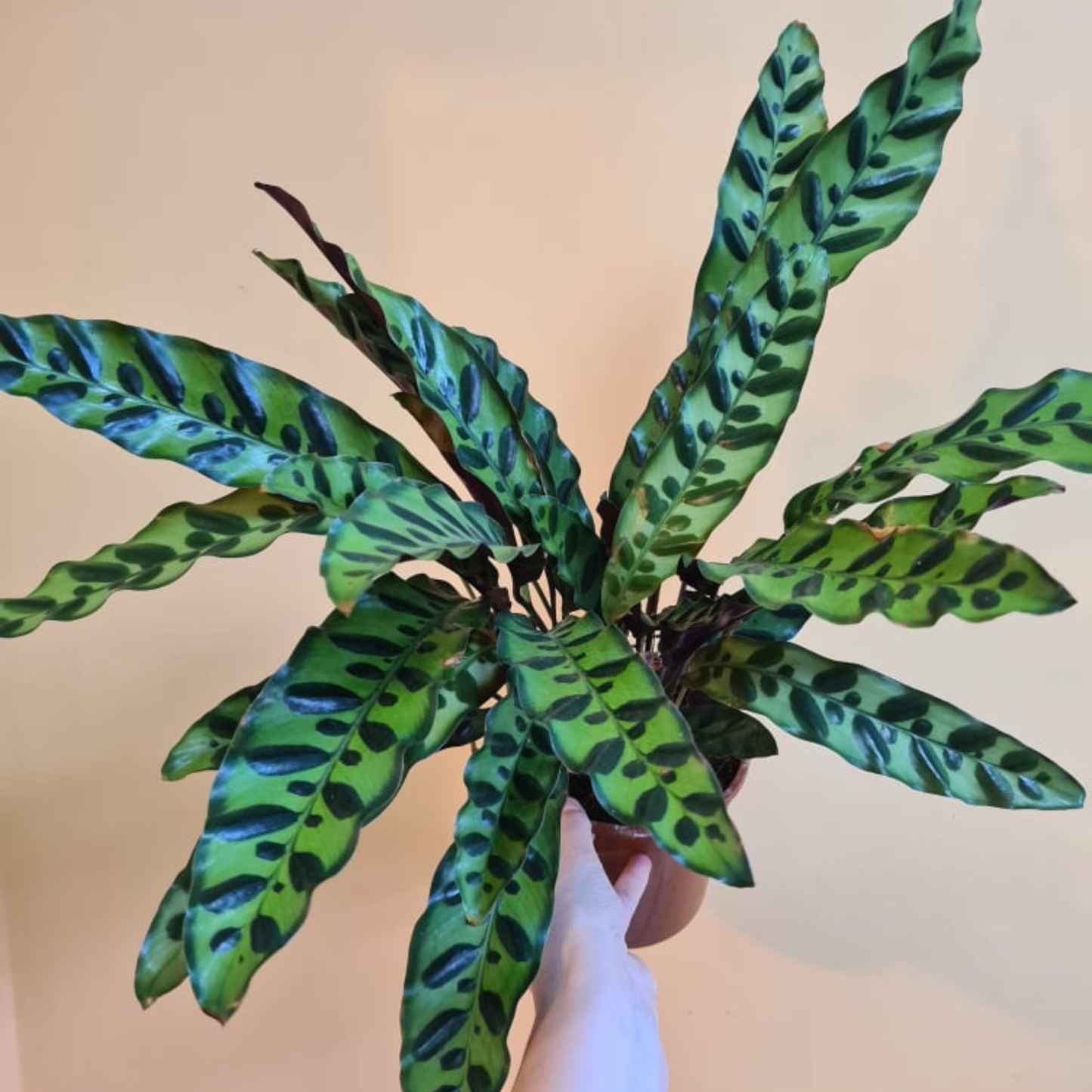 Rattlesnake Plant / Calathea Lancifolia (Goeppertia insignis) Live Plant