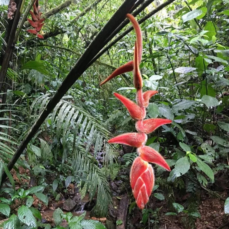 Heliconia Vellerigera Flowering Live Plant