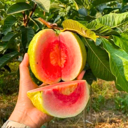 Red Diamond Guava Live Plant