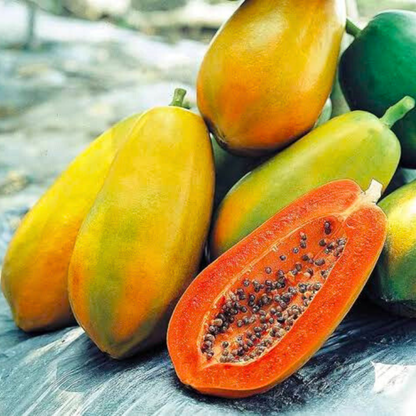 Red Lady Papaya Dwarf Fruit Live Plant