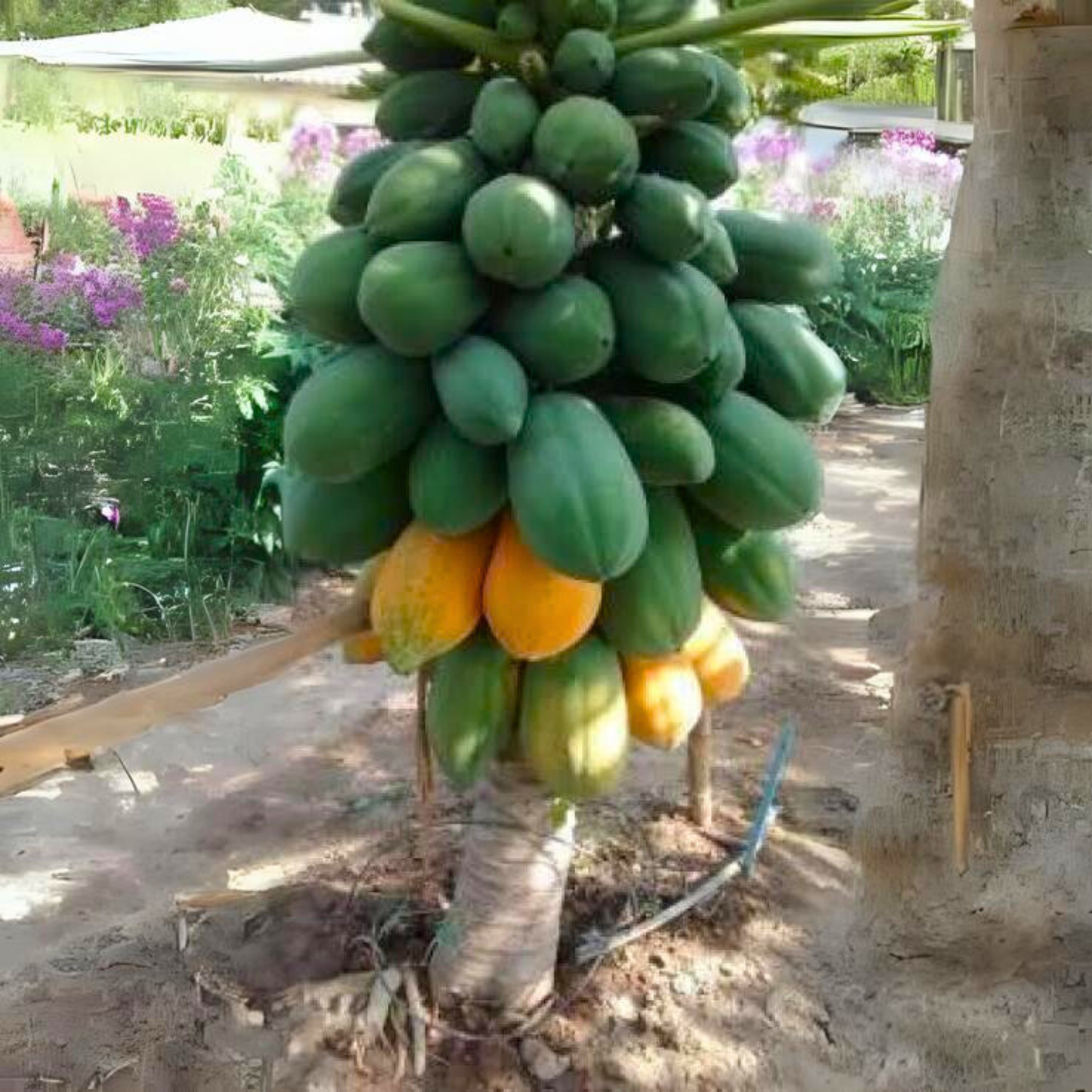 Red Lady Papaya Dwarf Fruit Live Plant