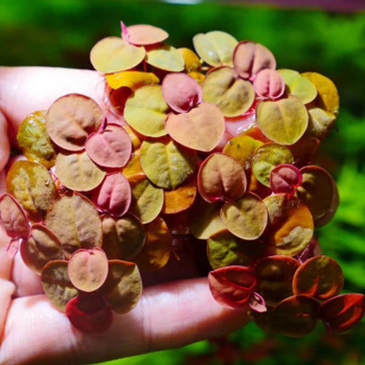 Red Root Floater (Phyllanthus fluitans) Live Plant