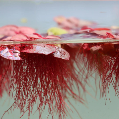 Red Root Floater (Phyllanthus fluitans) Live Plant