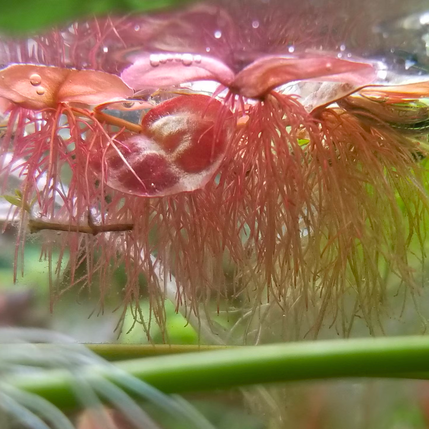 Red Root Floater (Phyllanthus fluitans) Live Plant