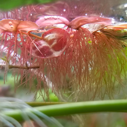 Red Root Floater (Phyllanthus fluitans) Live Plant