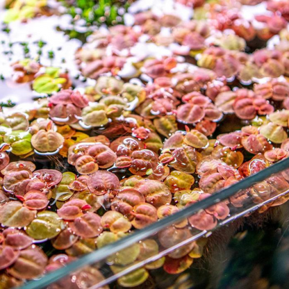 Red Root Floater (Phyllanthus fluitans) Live Plant