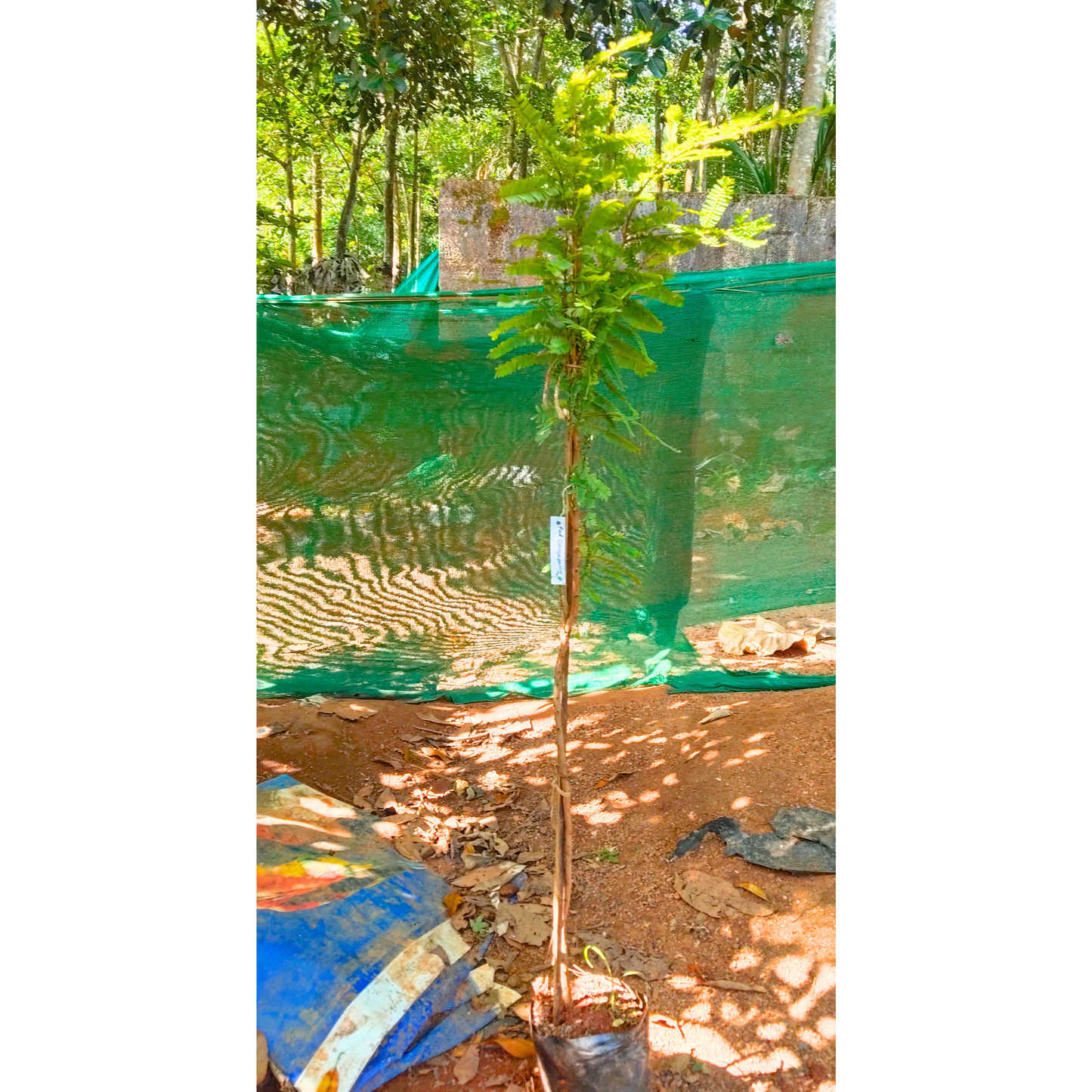 Red Gooseberry Grafted Live Plant (Ribes uva-crispa)