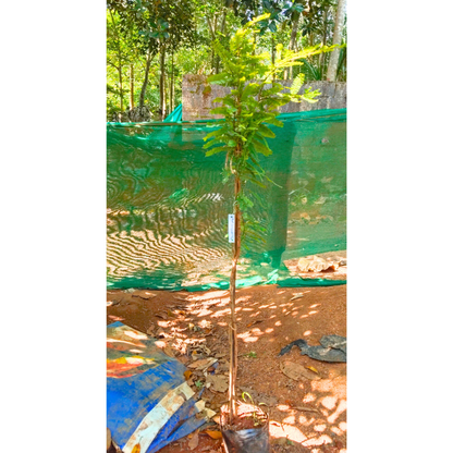 Red Gooseberry Grafted Live Plant (Ribes uva-crispa)