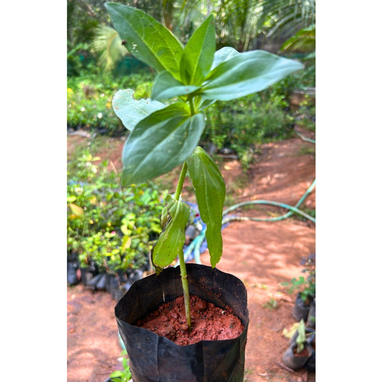 Red Multi Petal Zinnia Flowering Live Plant