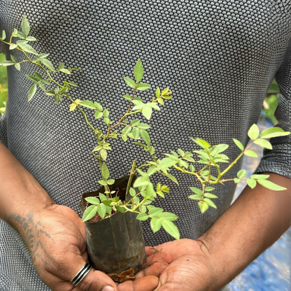 Red, White & Pink Creeper/ Climbing Rose Combo Live Plant