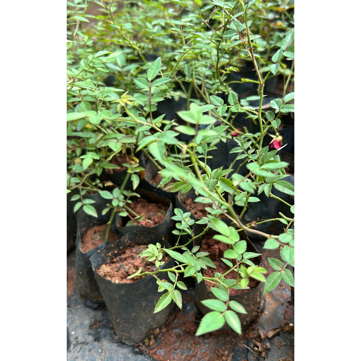 Red, White & Pink Creeper/ Climbing Rose Combo Live Plant