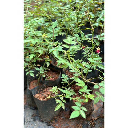 Red, White & Pink Creeper/ Climbing Rose Combo Live Plant