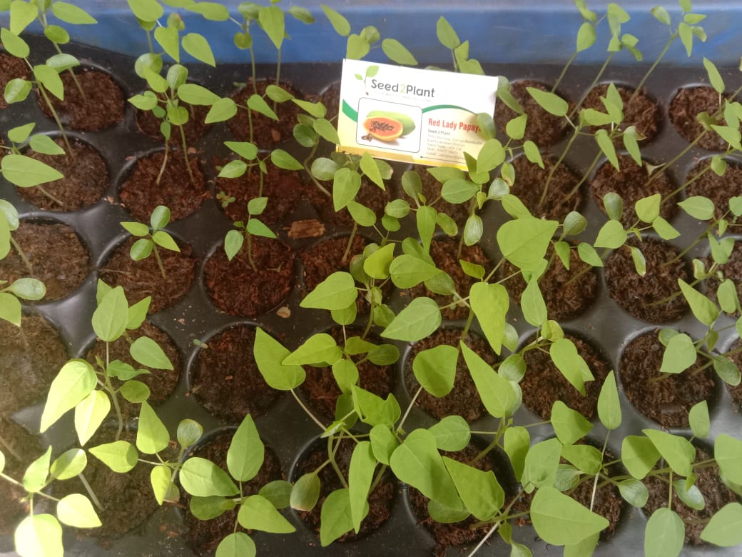 Organic Red Lady Papaya Seeds - Open Pollinated