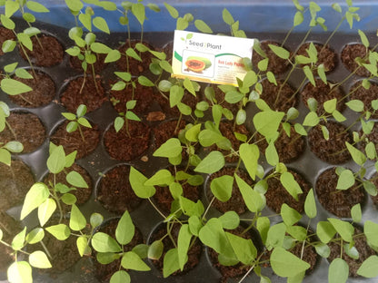 Organic Red Lady Papaya Seeds - Open Pollinated