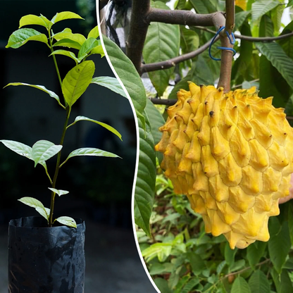 Rollinia (Annona mucosa) Fruit Live Plant