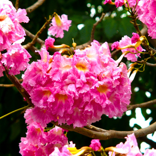 Rosy Trumpet Tree (Tabebuia Rosea) Live Plant