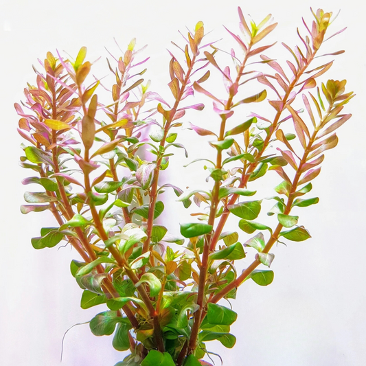 Rotala Macrandra Mini Red Aquarium Live Plant