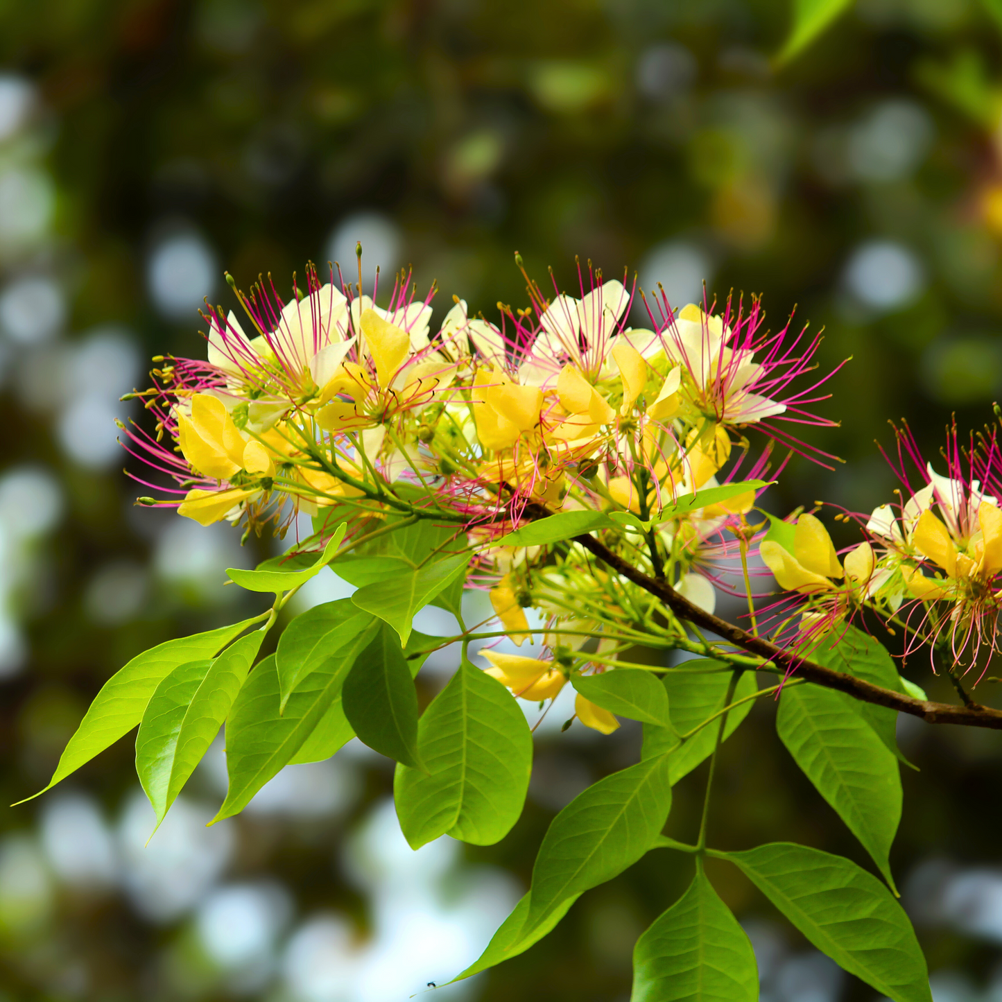 Sacred Garlic Pear (Crateva religiosa) Rare Flowering Live Plant