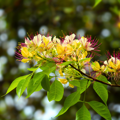Sacred Garlic Pear (Crateva religiosa) Rare Flowering Live Plant