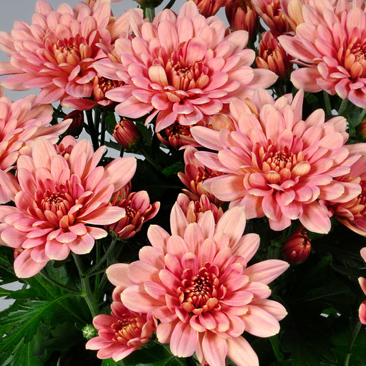 Dwarf Salmon Pink Chrysanthemum Flowering Live Plant - Pot with Flowers