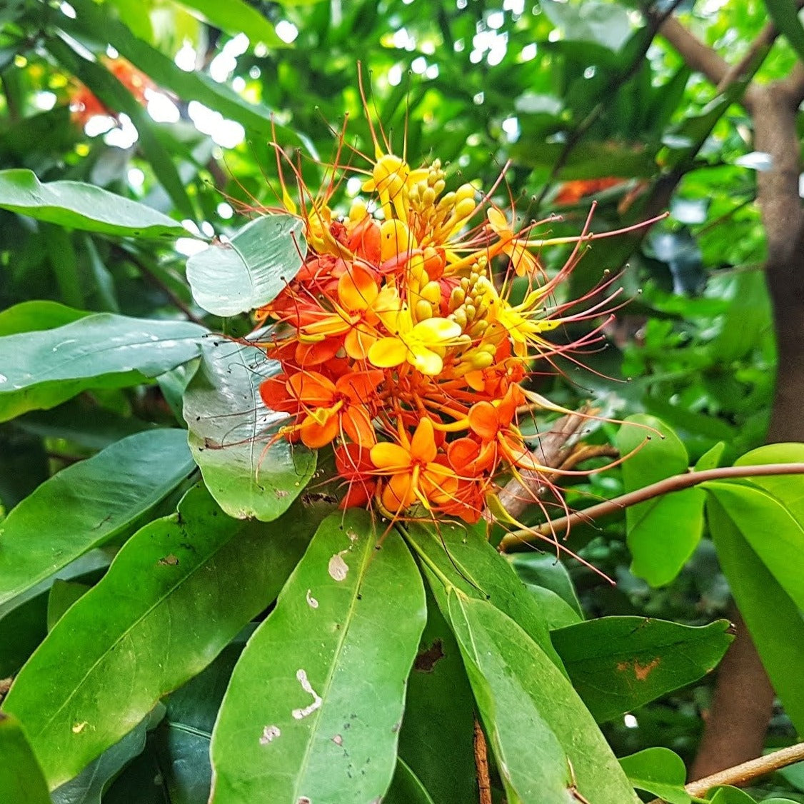 Asoka Tree (Saraca indica) Live Plant