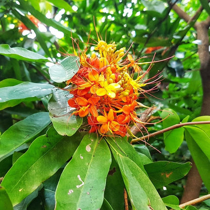 Asoka Tree (Saraca indica) Live Plant