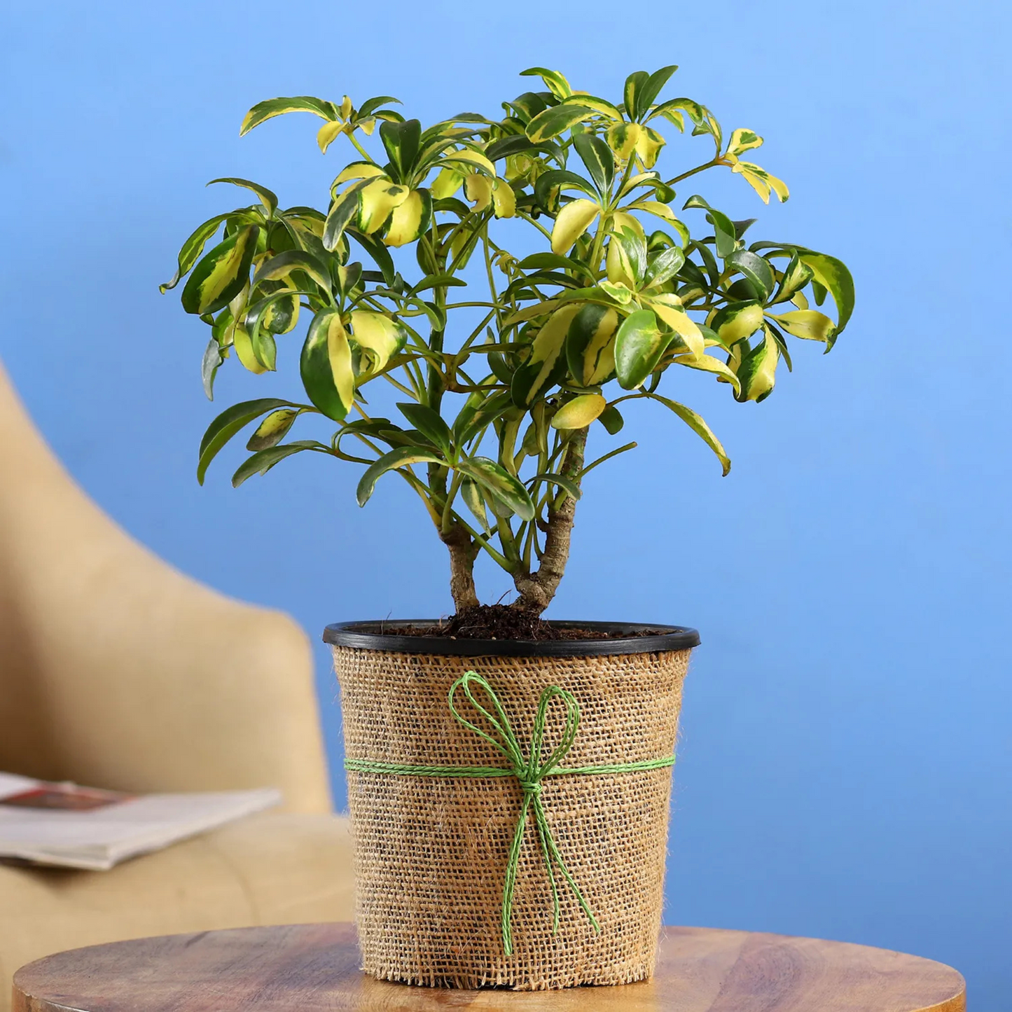 Schefflera Variegated Bonsai Indoor Live Plant