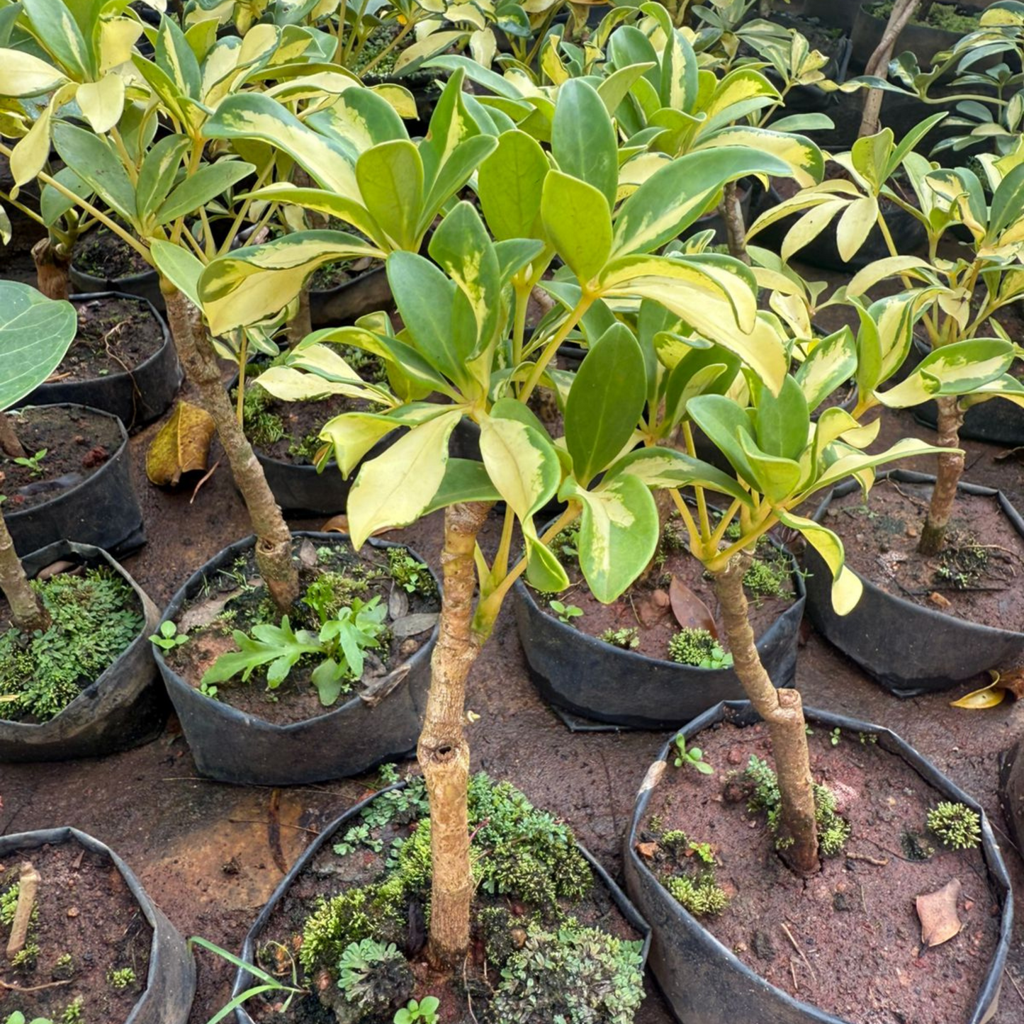 Schefflera Variegated Bonsai Indoor Live Plant