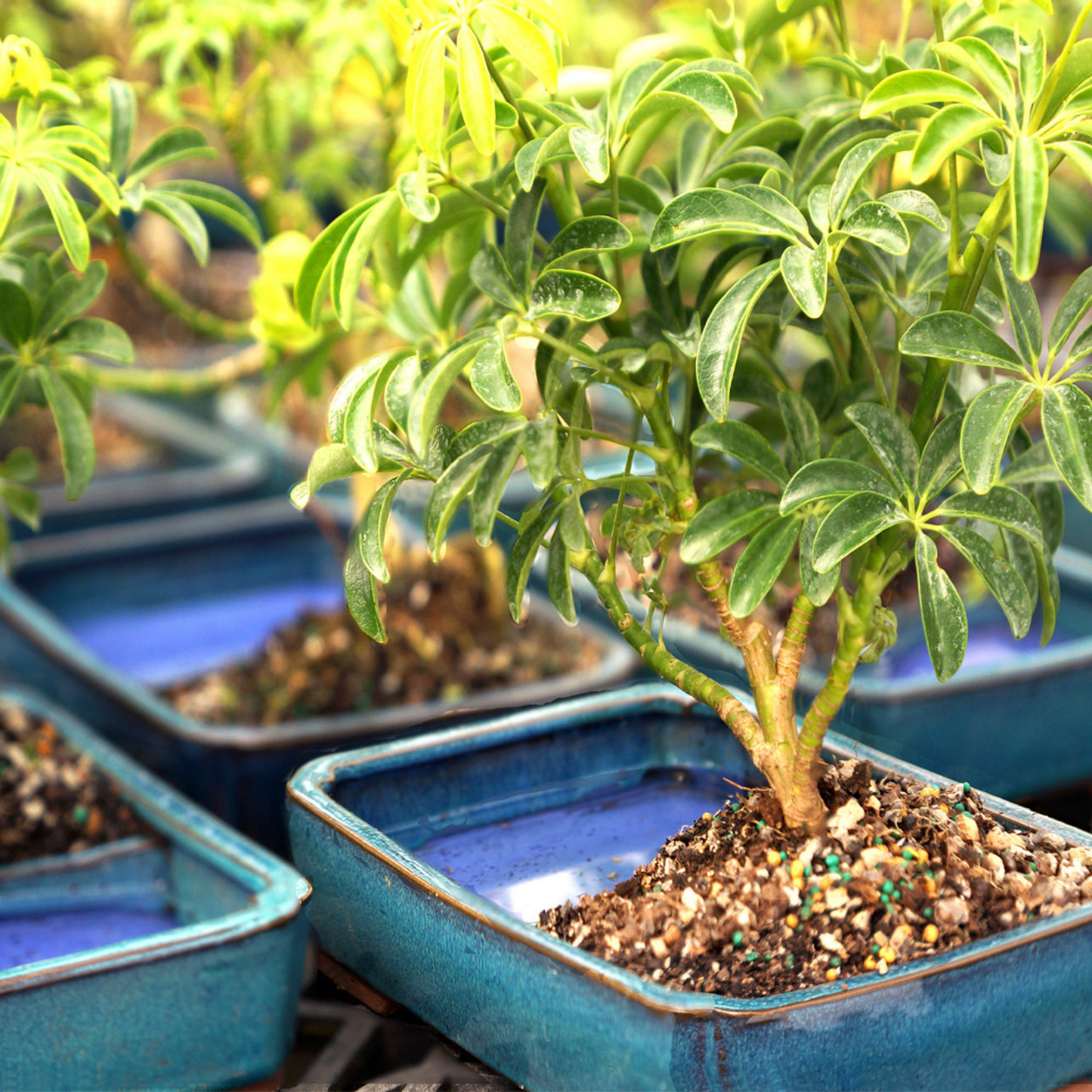 Schefflera Variegated Bonsai Indoor Live Plant