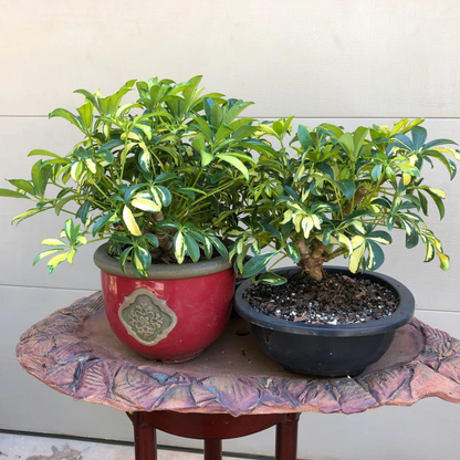 Schefflera Variegated Bonsai Indoor Live Plant